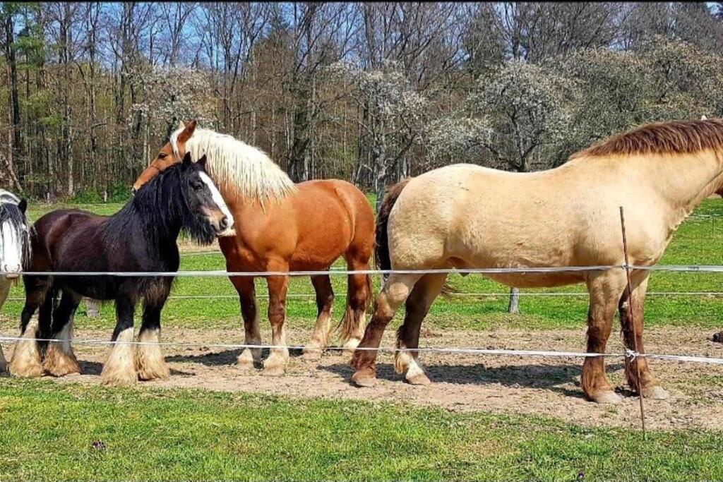Les Vergers D'Epona "Fremifontaine Vosges" Exteriör bild